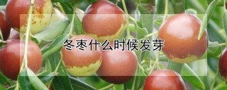 冬枣什么时候发芽,第1图