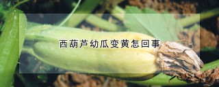 西葫芦幼瓜变黄怎回事,第1图