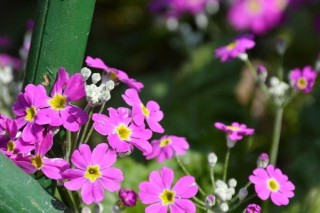 樱花草的花语是什么,第2图