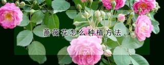 蔷薇花怎么种植方法,第1图