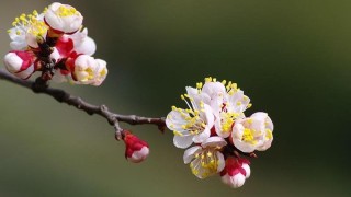 杏花和李花的区别,第1图