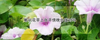 嗽叭花早上张开傍晚合拢对吗,第1图