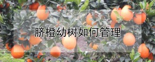 脐橙幼树如何管理,第1图