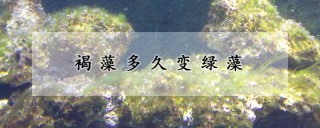 褐藻多久变绿藻,第1图