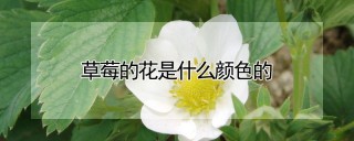 草莓的花是什么颜色的,第1图