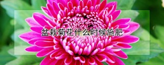 盆栽菊花什么时候施肥,第1图