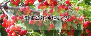 樱桃盆栽种植方法,第1图