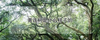 黄连树是什么样子的,第1图