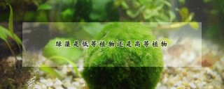 绿藻是低等植物还是高等植物,第1图