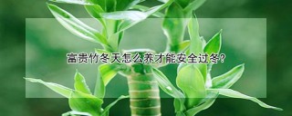 富贵竹冬天怎么养才能安全过冬?,第1图