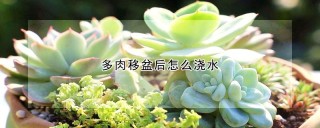 多肉移盆后怎么浇水,第1图