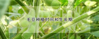 毛豆种植时间和生长期,第1图