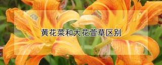 黄花菜和大花萱草区别,第1图