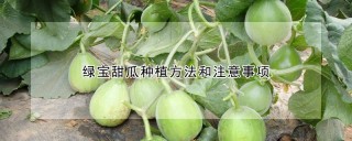 绿宝甜瓜种植方法和注意事项,第1图