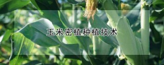 玉米密植种植技术,第1图