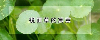 镜面草的寓意,第1图