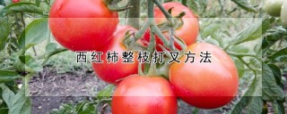 西红柿整枝打叉方法,第1图