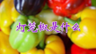 灯笼椒是什么,第1图