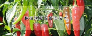 种植辣椒的管理技术,第1图