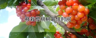 移栽樱桃树最佳时间,第1图