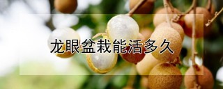 龙眼盆栽能活多久,第1图