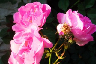 蔷薇花是什么季节开的,第2图