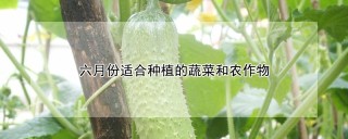 六月份适合种植的蔬菜和农作物,第1图