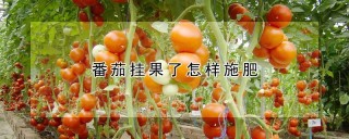 番茄挂果了怎样施肥,第1图