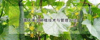 露天黄瓜种植技术与管理方法,第1图