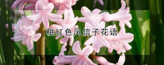 桃红色风信子花语,第1图