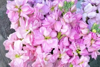 粉色紫罗兰花语,第2图