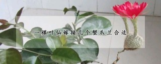 一棵叶仙嫁接几个蟹爪兰合适,第1图