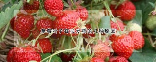 草莓叶子耷拉发蔫的几种原因,第1图