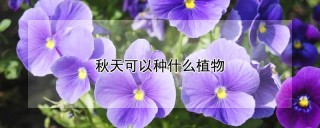 秋天可以种什么植物,第1图