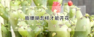 膨珊瑚怎样才能开花,第1图