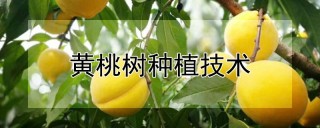 黄桃树种植技术,第1图