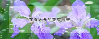 在春天开的花有哪些,第1图