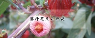 落神花几月开花,第1图