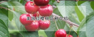 美国红樱桃品种介绍,第1图
