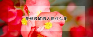 花粉过敏的人送什么花,第1图