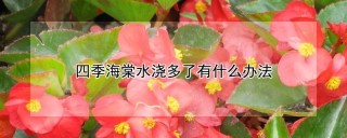 四季海棠水浇多了有什么办法,第1图