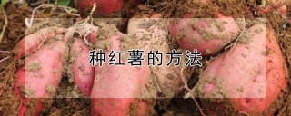 种红薯的方法,第1图