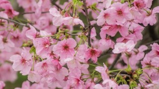粉色樱花的花语是什么,第1图