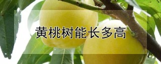 黄桃树能长多高,第1图