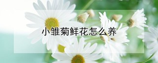 小雏菊鲜花怎么养,第1图