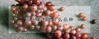 超小葡萄是什么品种,第1图