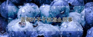 蓝莓叶子干枯怎么回事,第1图