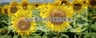 毕业季送向日葵的寓意,第1图