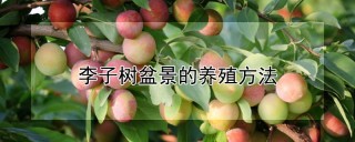 李子树盆景的养殖方法,第1图