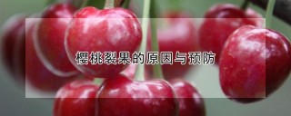 樱桃裂果的原因与预防,第1图